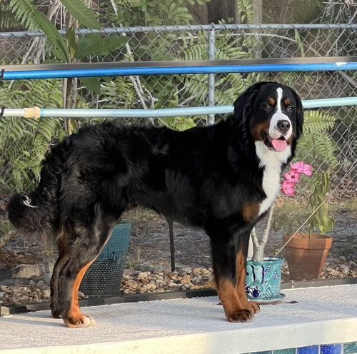 Camo, an adoptable Bernese Mountain Dog in Valrico, FL