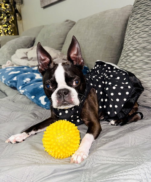 Princess Maui, an adoptable Boston Terrier in Valrico, FL