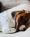Hazel Basset
