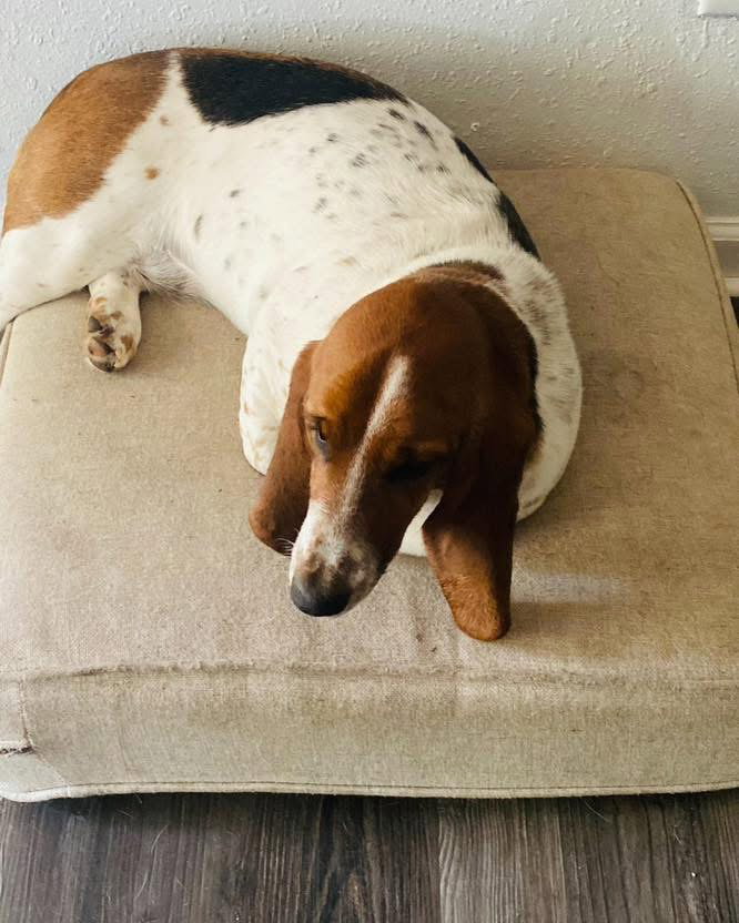 Hazel