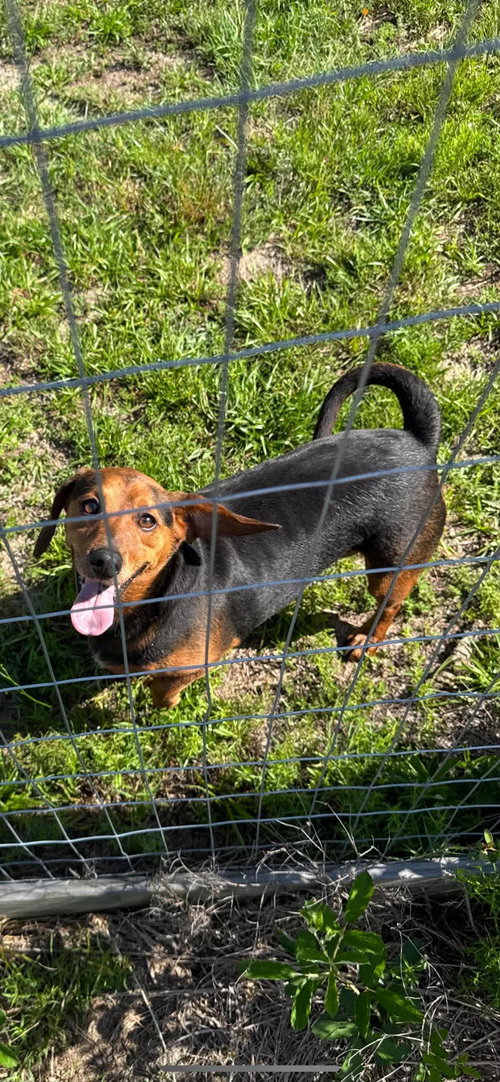 George Basset photo 5