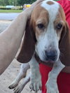 Belle Basset