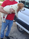 Belle Basset