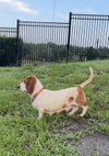 Belle Basset
