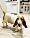 Belle Basset