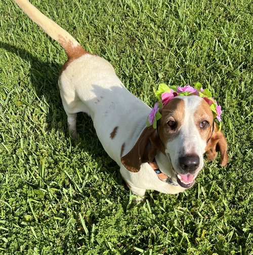 Belle Basset