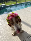 Belle Basset