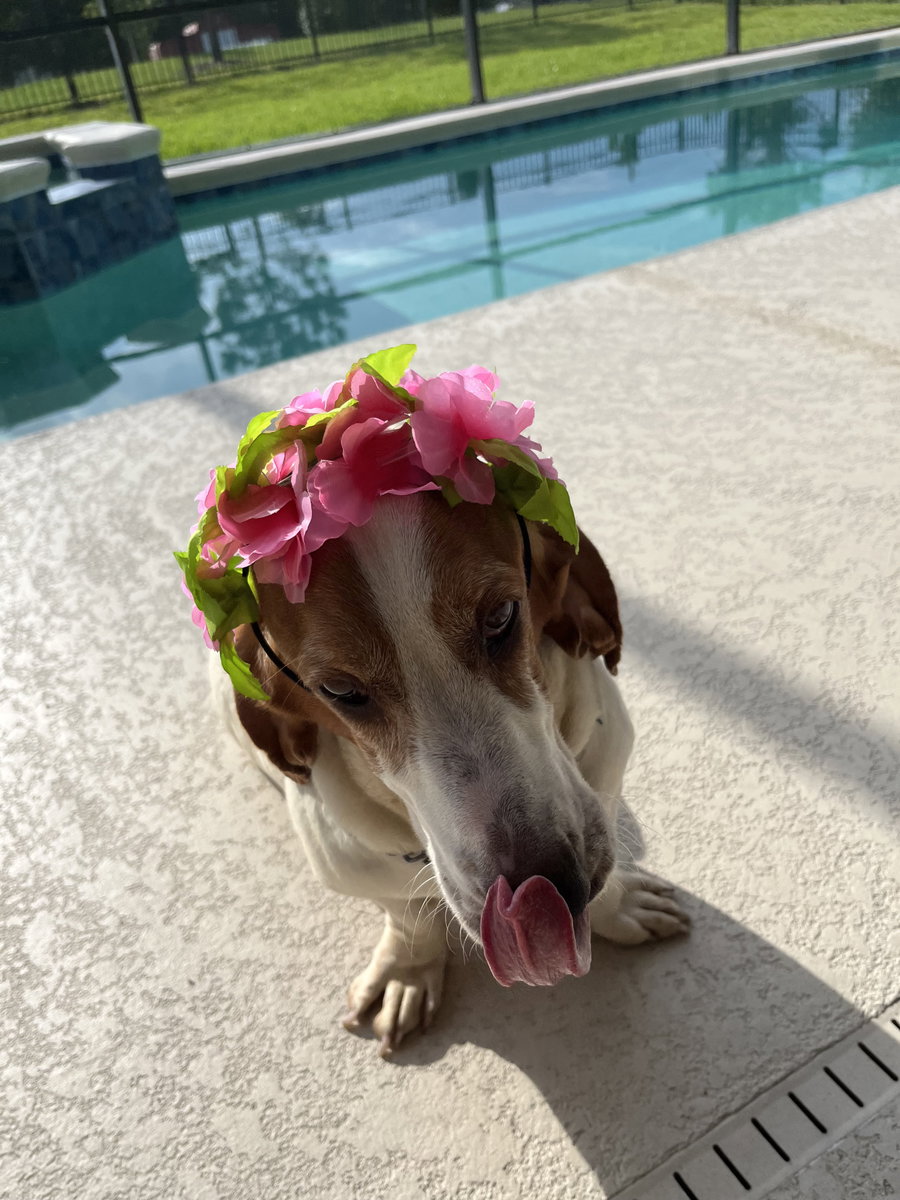 Belle Basset