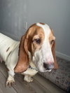 Belle Basset