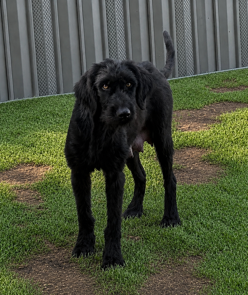 Kali
