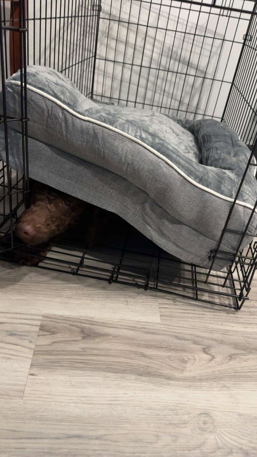 Roxi photo 6
