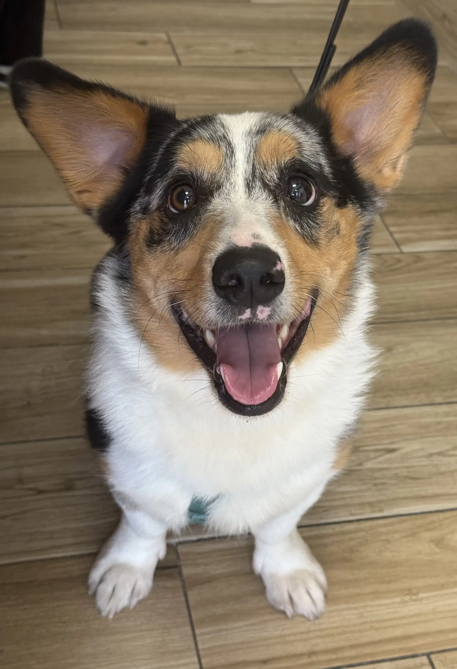 Cruise - Corgi