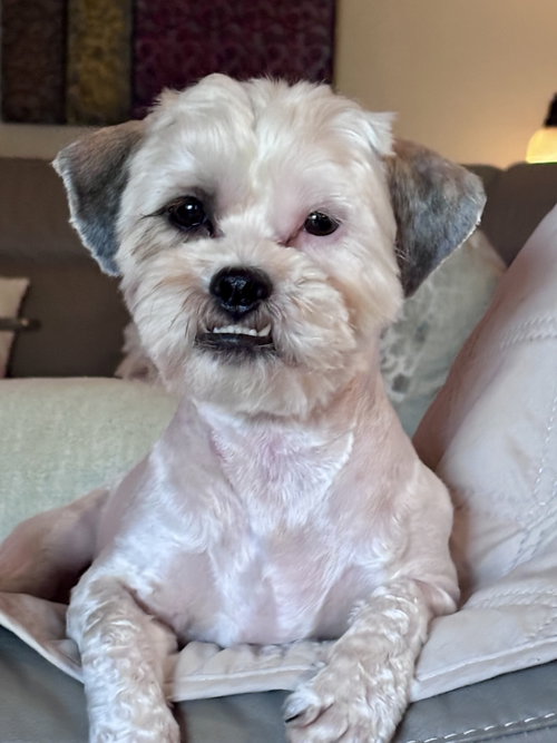 Muppet, an adoptable Lhasa Apso in Valrico, FL