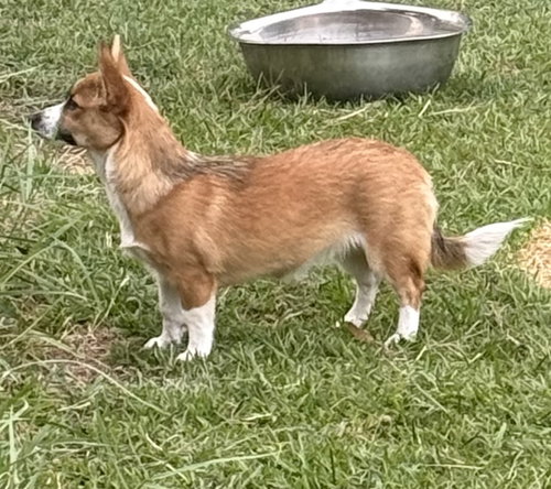 Willow Corgi photo 2