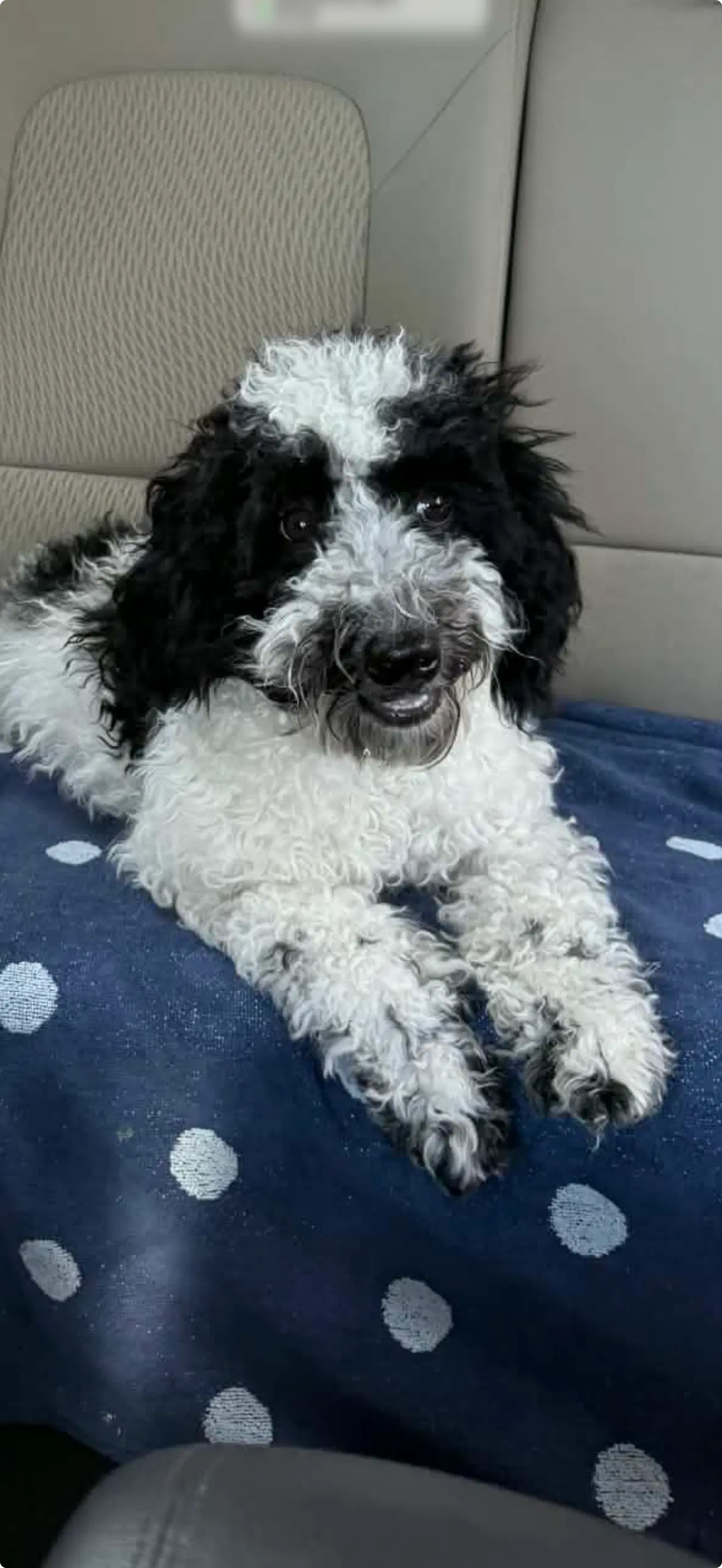 Bennie Doodle - Bernese Mountain Dog