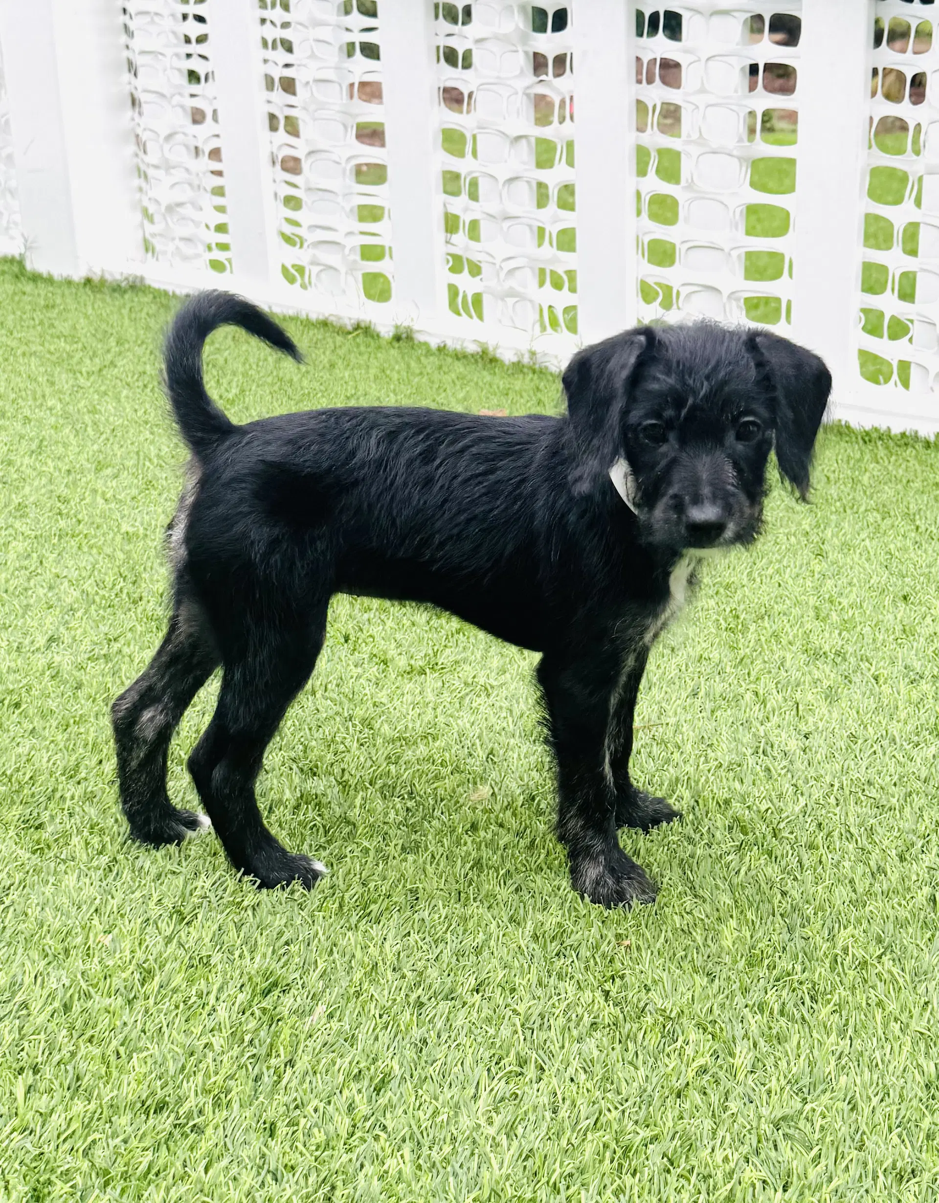 Ella - Poodle (Miniature)