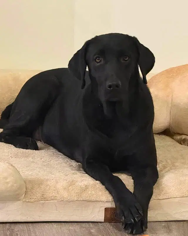 Bailey And Callie - Labrador
