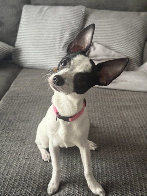 Luna Chi photo 4