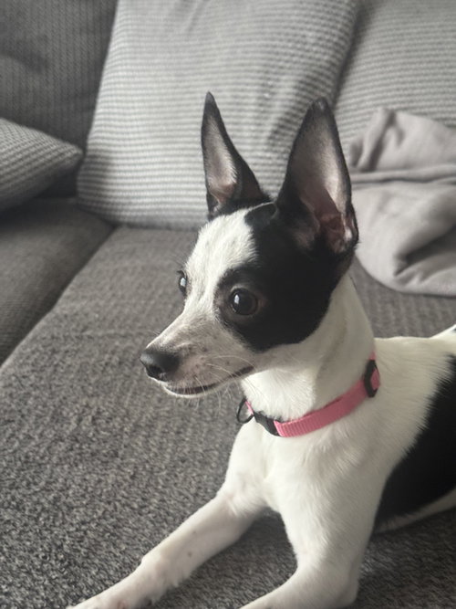 Luna Chi photo 5
