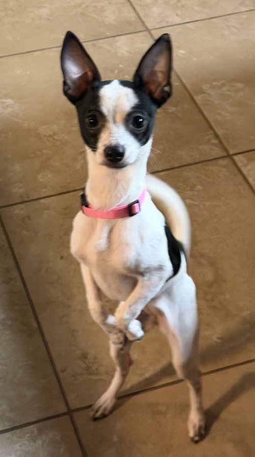 Luna Chi photo 6