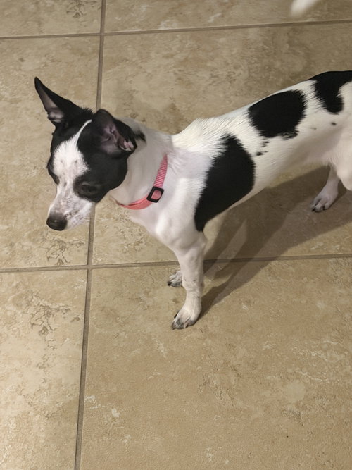 Luna Chi photo 7