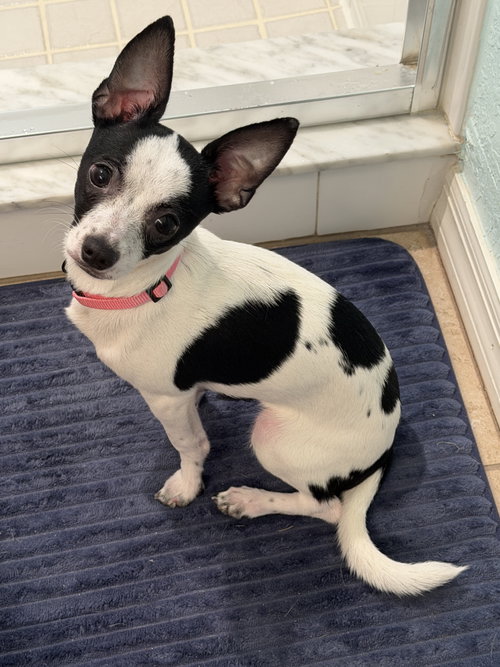 Luna Chi photo 3
