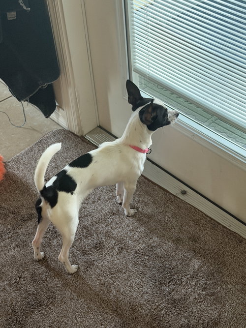 Luna Chi photo 8