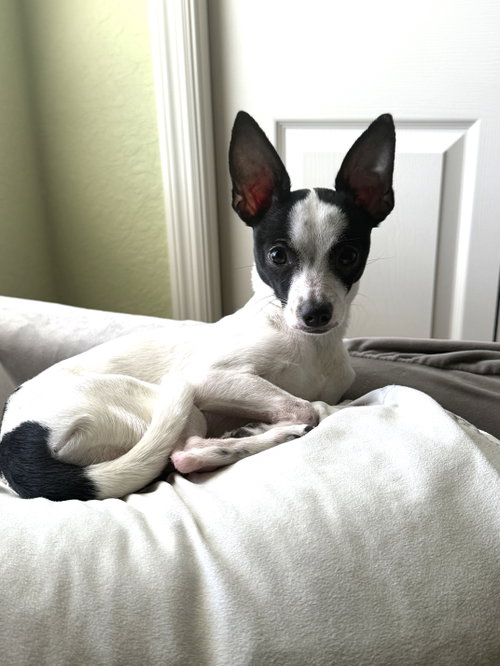 Luna Chi photo 1
