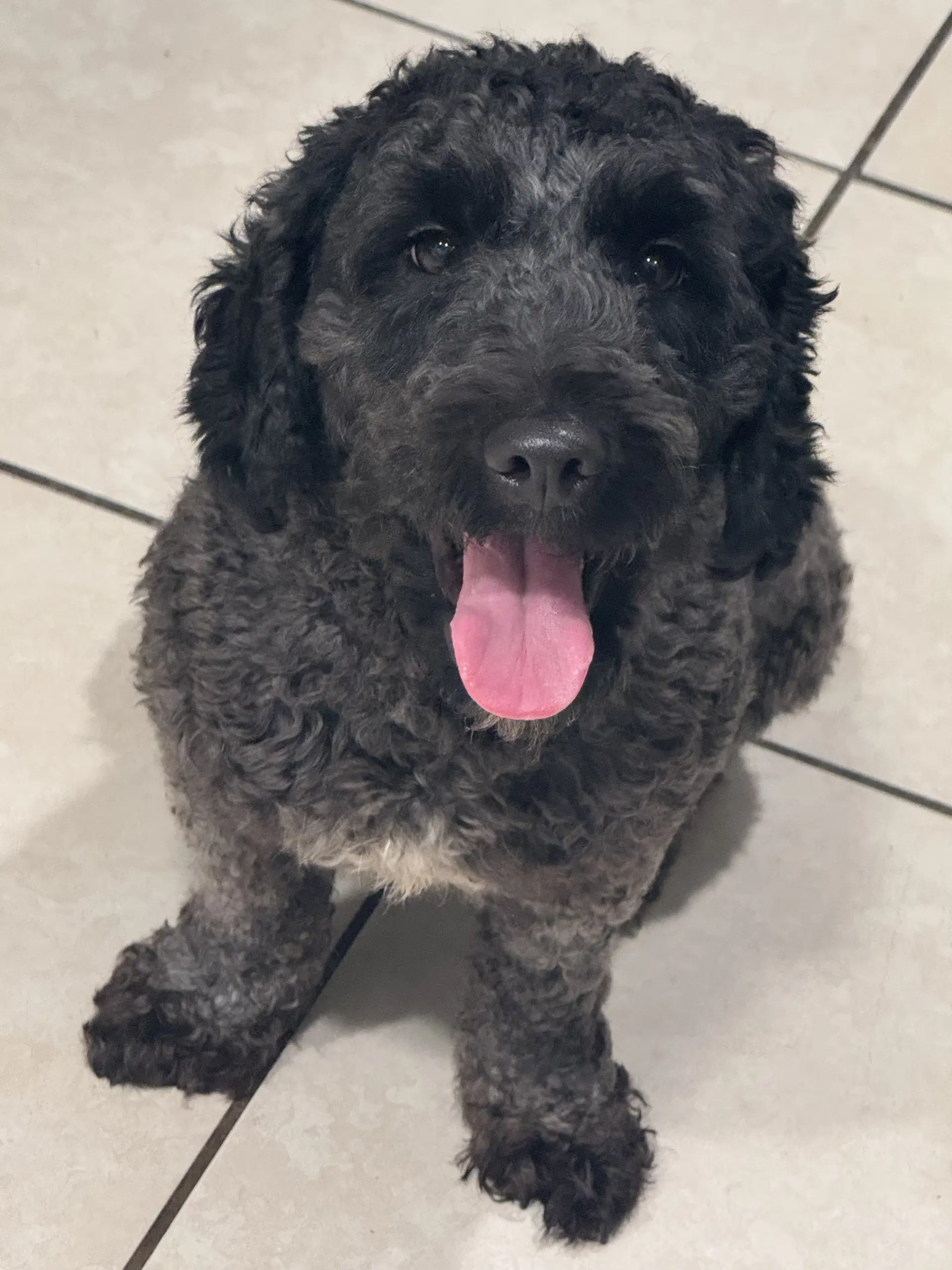 Remi image 2