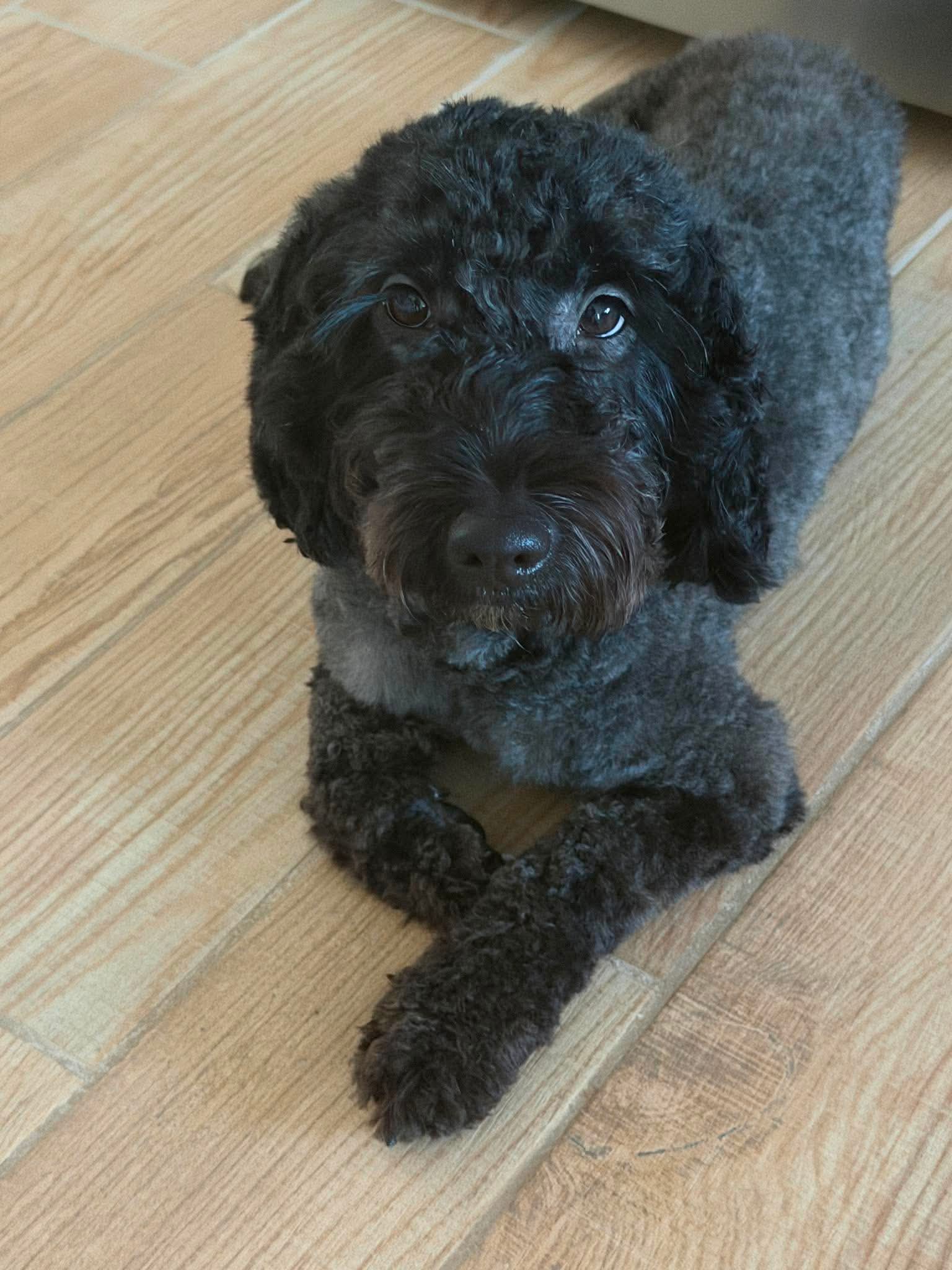 Remi