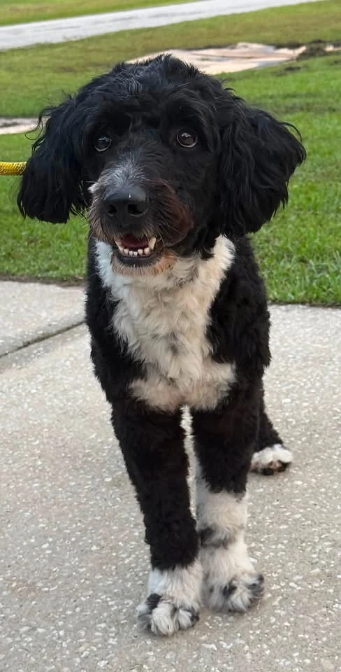 Remington