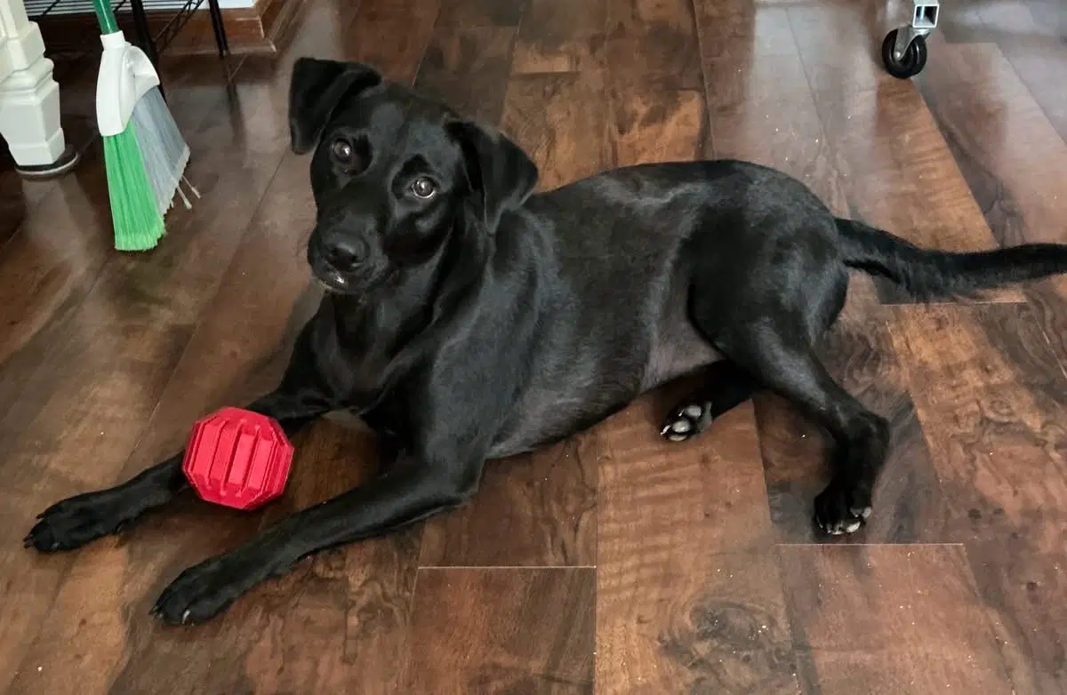 Daphne - Labrador Retriever