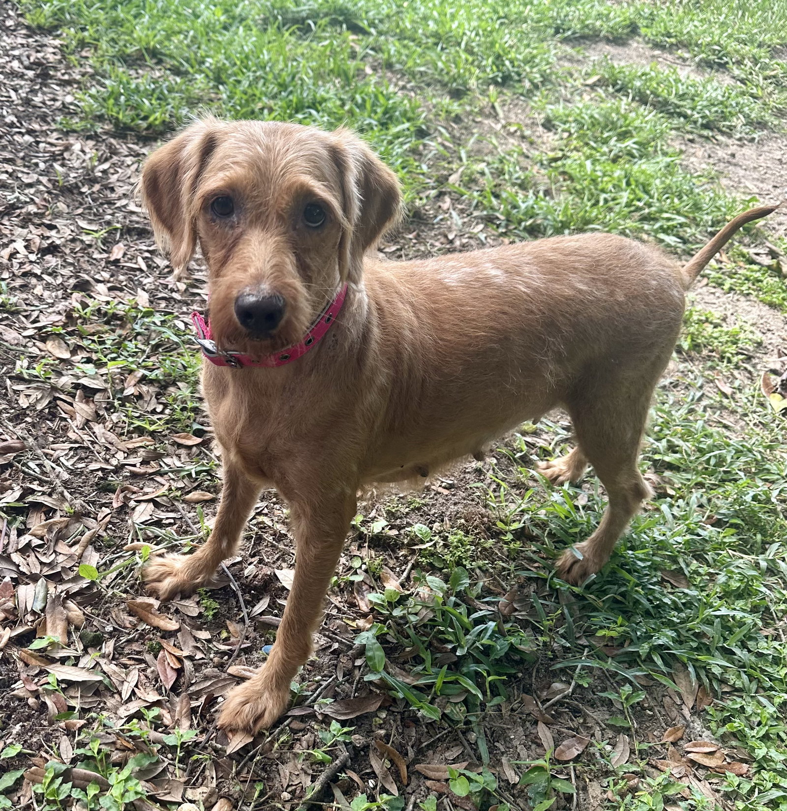 Haven, Golden Retriever