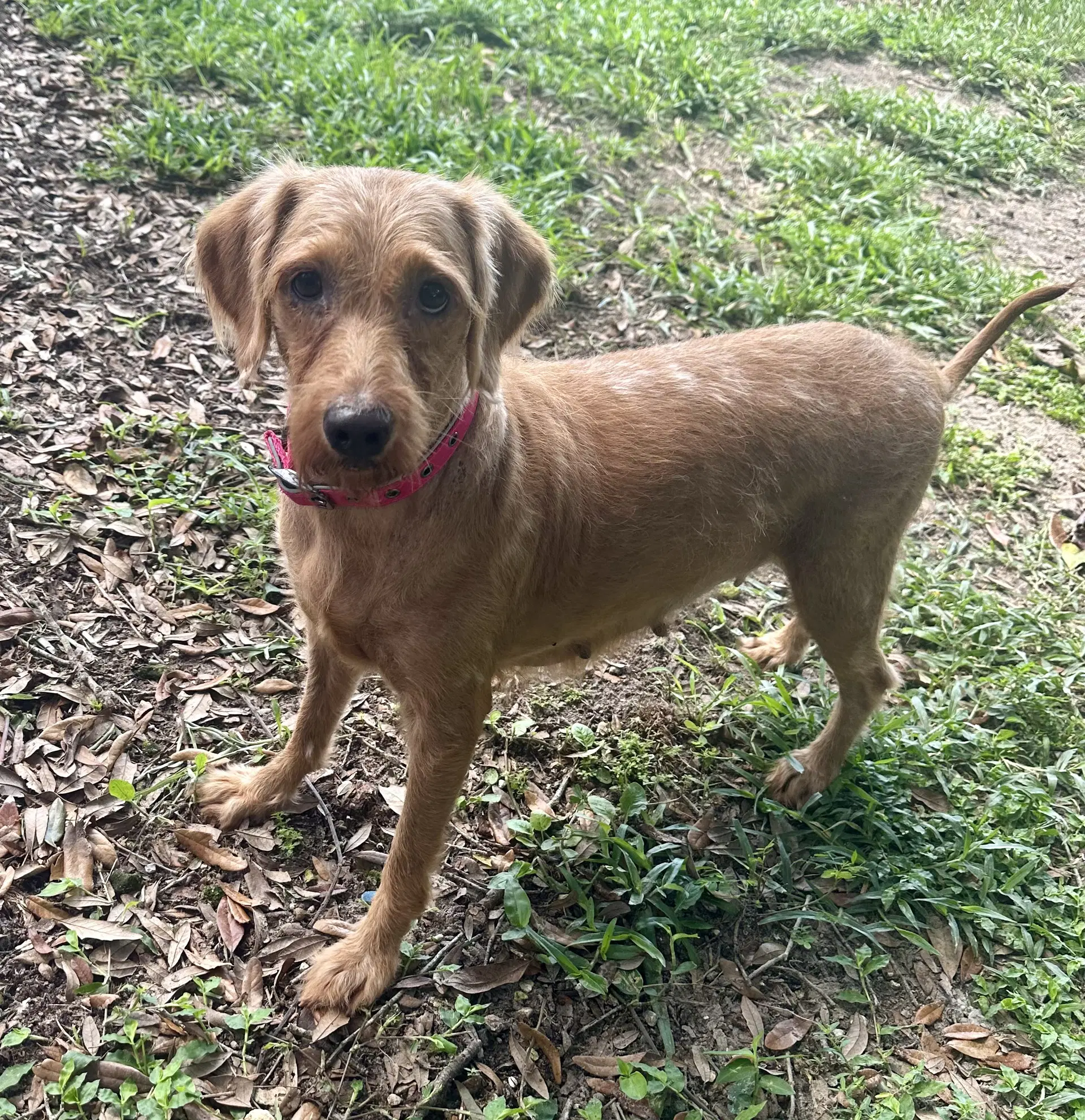 Haven - Golden Retriever