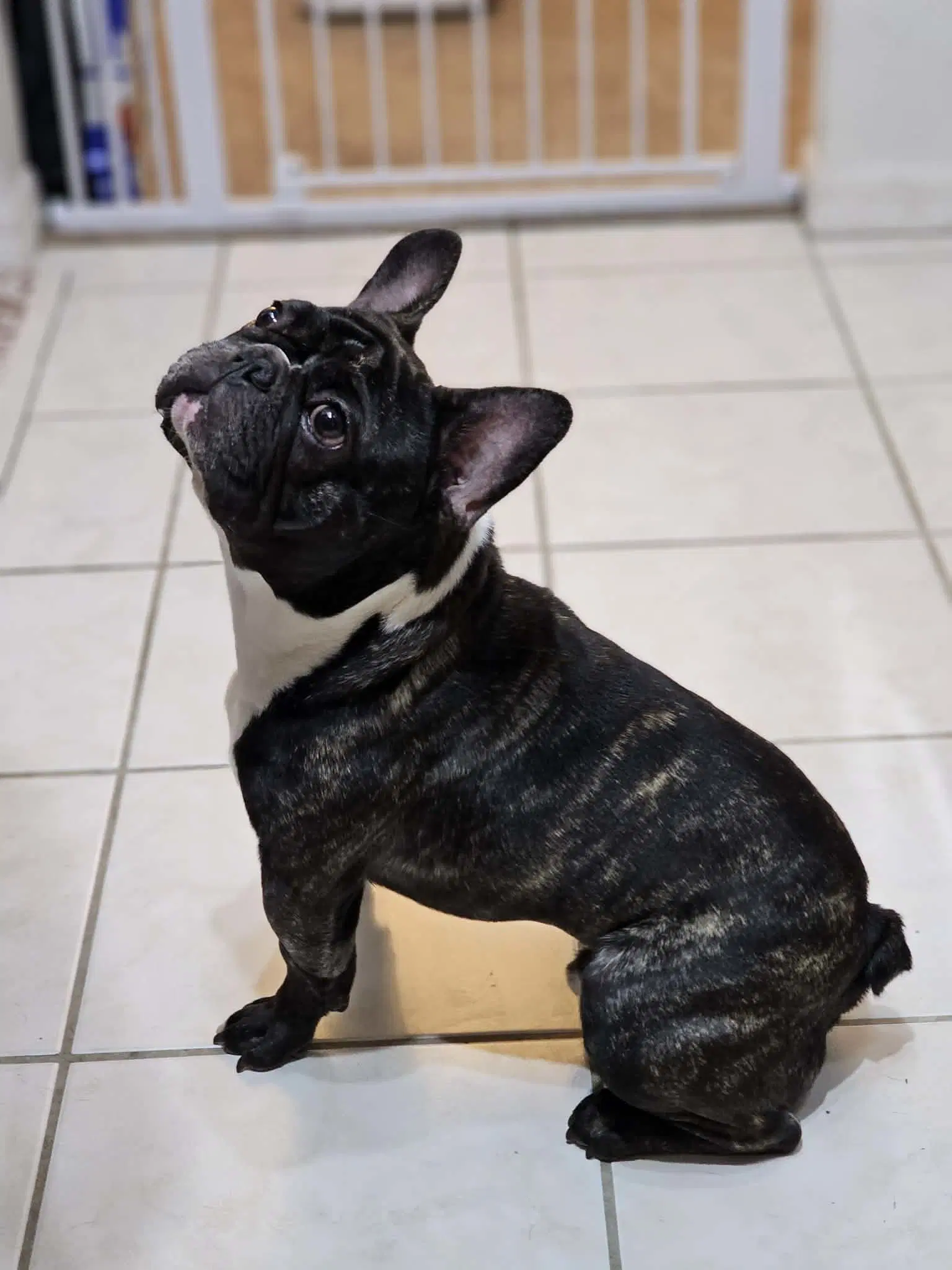 Petey French - French Bulldog