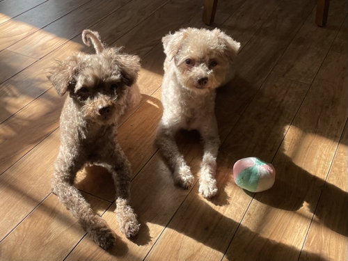 Twyla photo 8