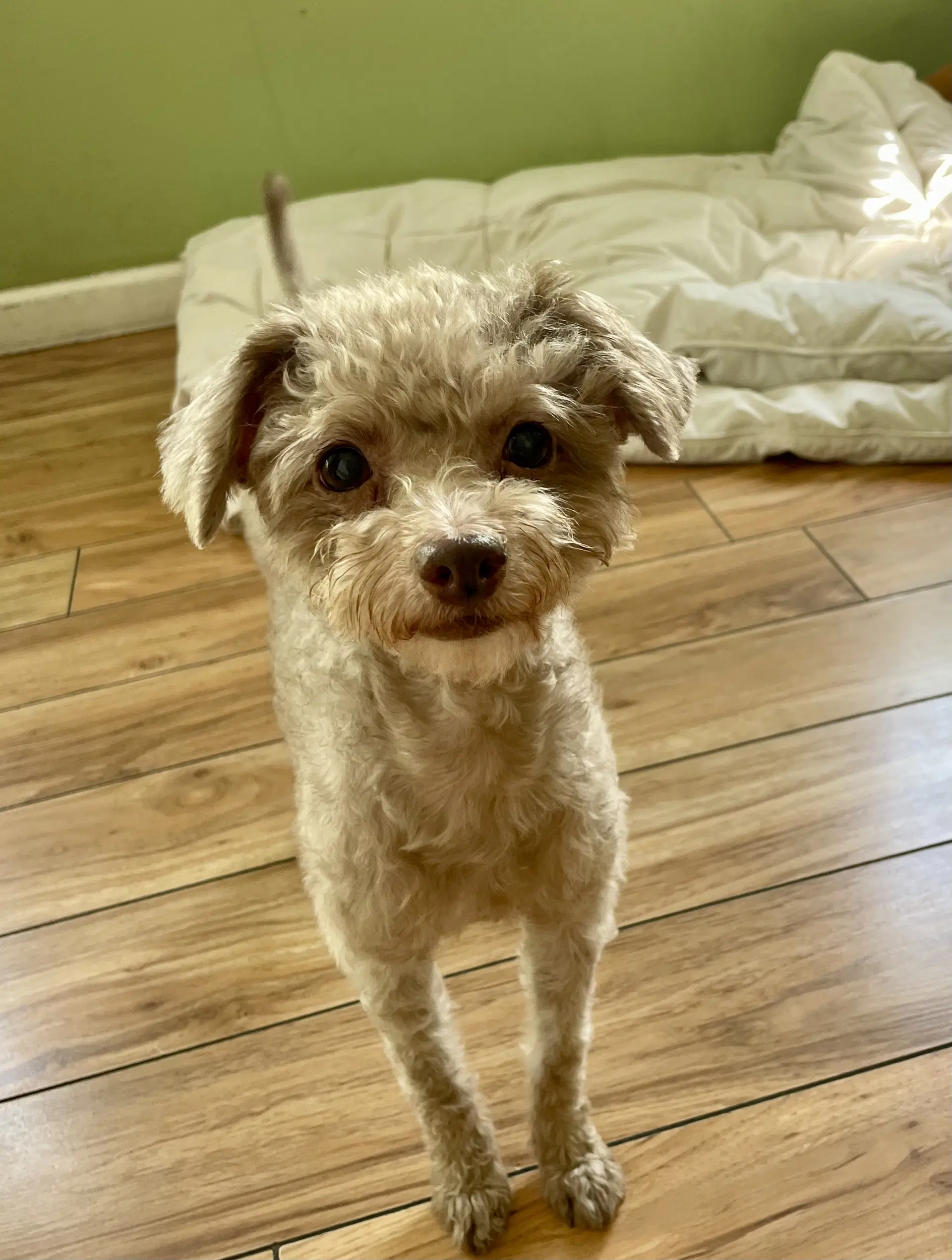 Ophelia Seraphine - Poodle (Miniature)