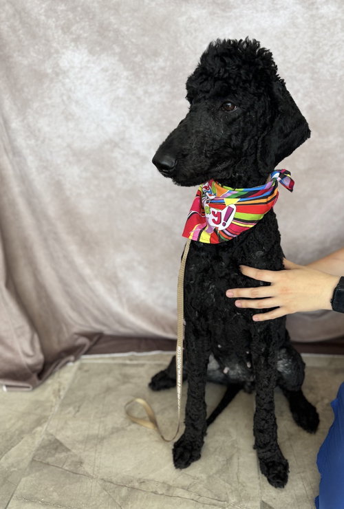Dolly Parton, a dog for adoption from 4 Lucky Dogs Pet Rescue, Inc.