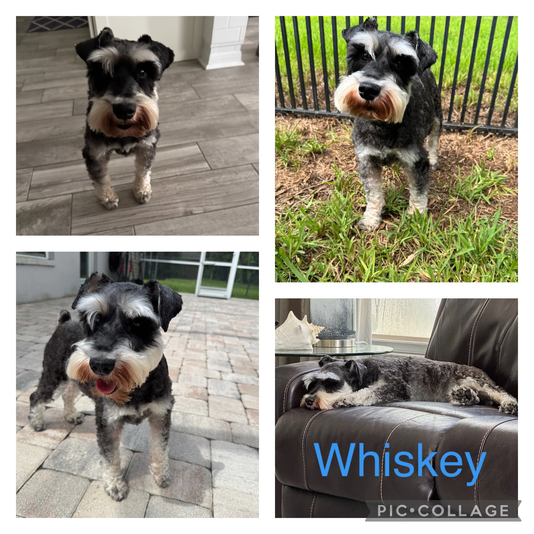 Whiskey
