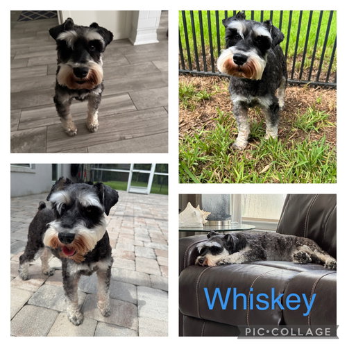 Whiskey Schnauzer