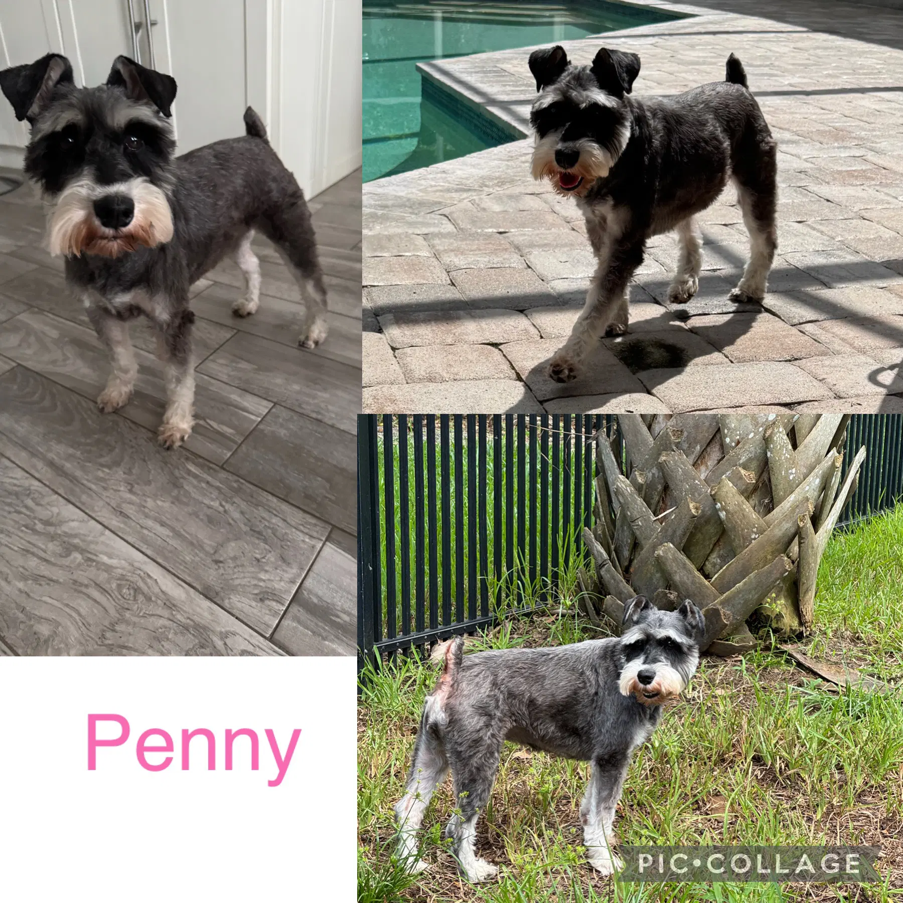 Penny Schnauzer - Schnauzer