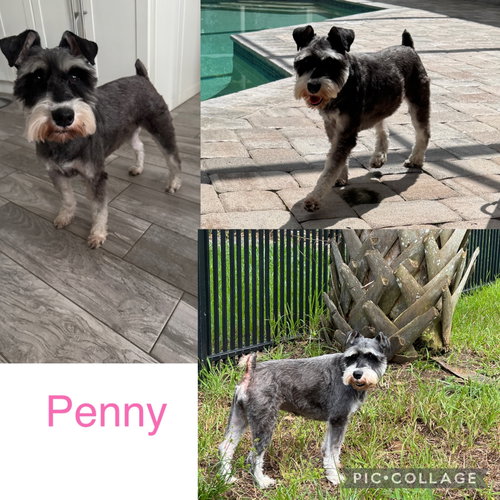 Penny Schnauzer