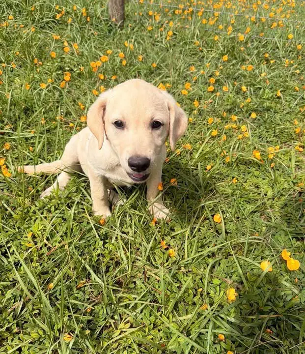 Lab - Labrador Retriever
