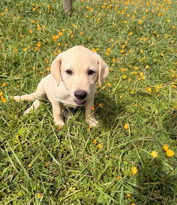 Lab
