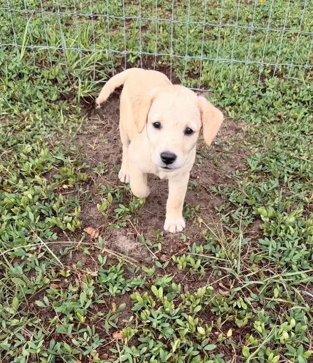 Lab - Labrador Retriever