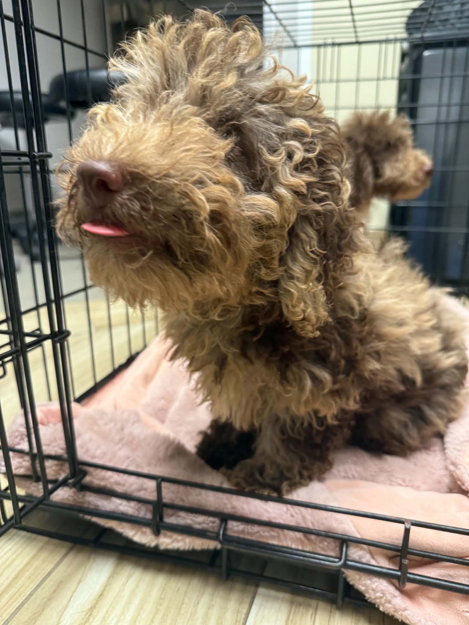 Cappuccino - Poodle (Miniature)