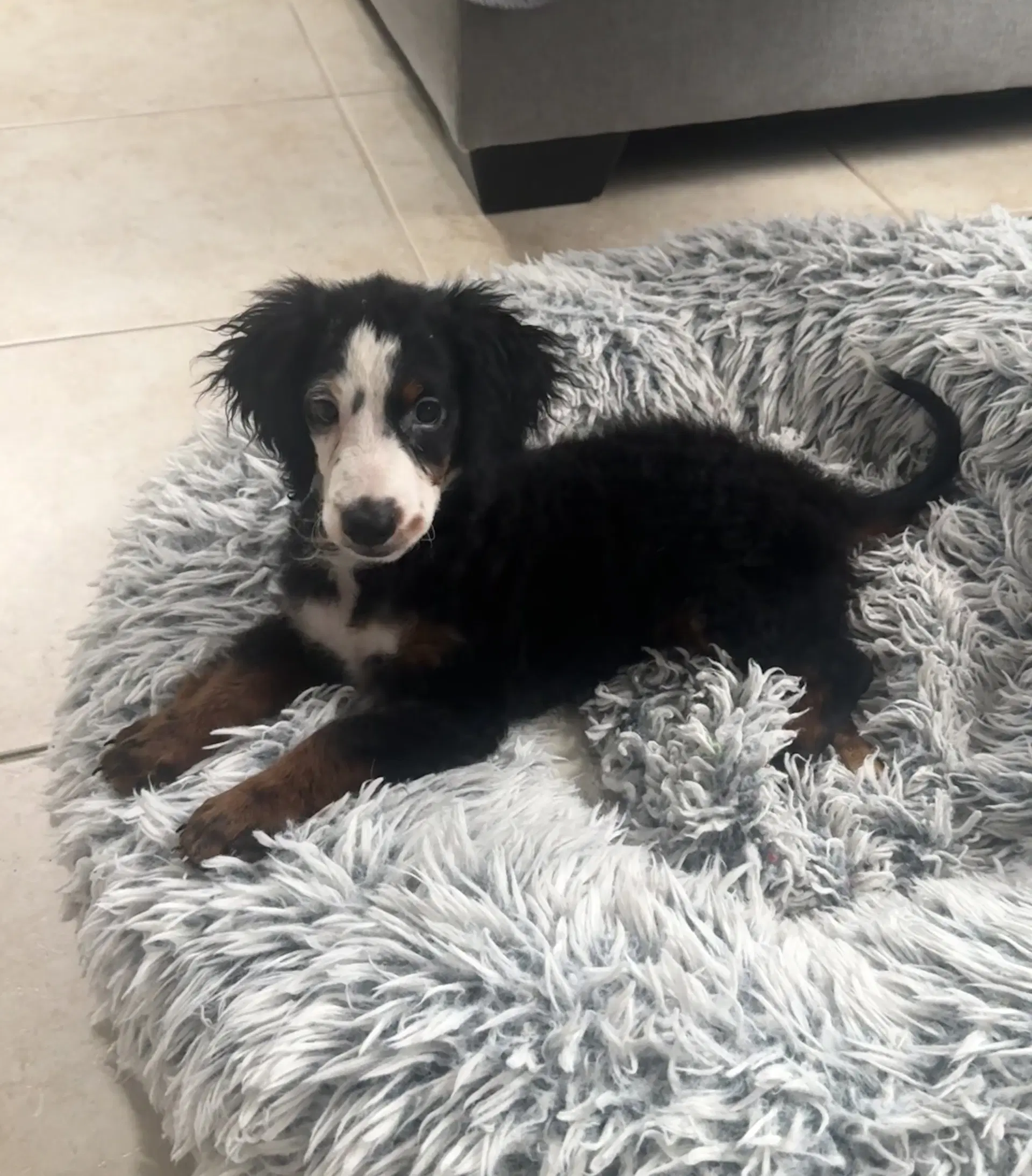 Lydia - Bernese Mountain Dog