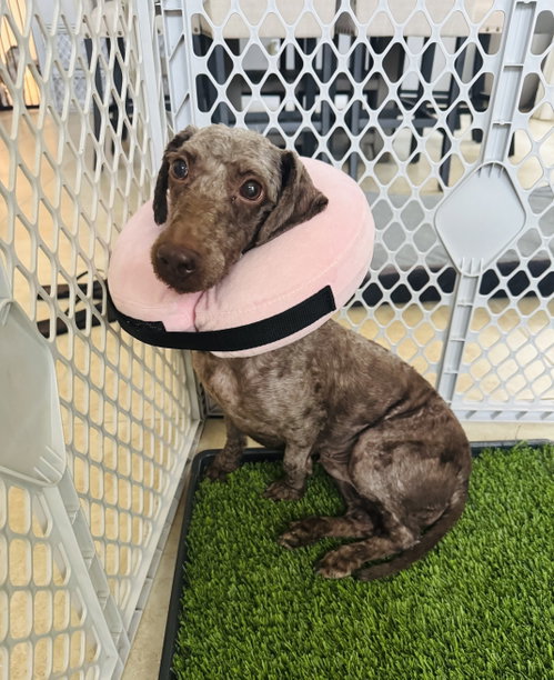 Mocha, a dog for adoption from 4 Lucky Dogs Pet Rescue, Inc.