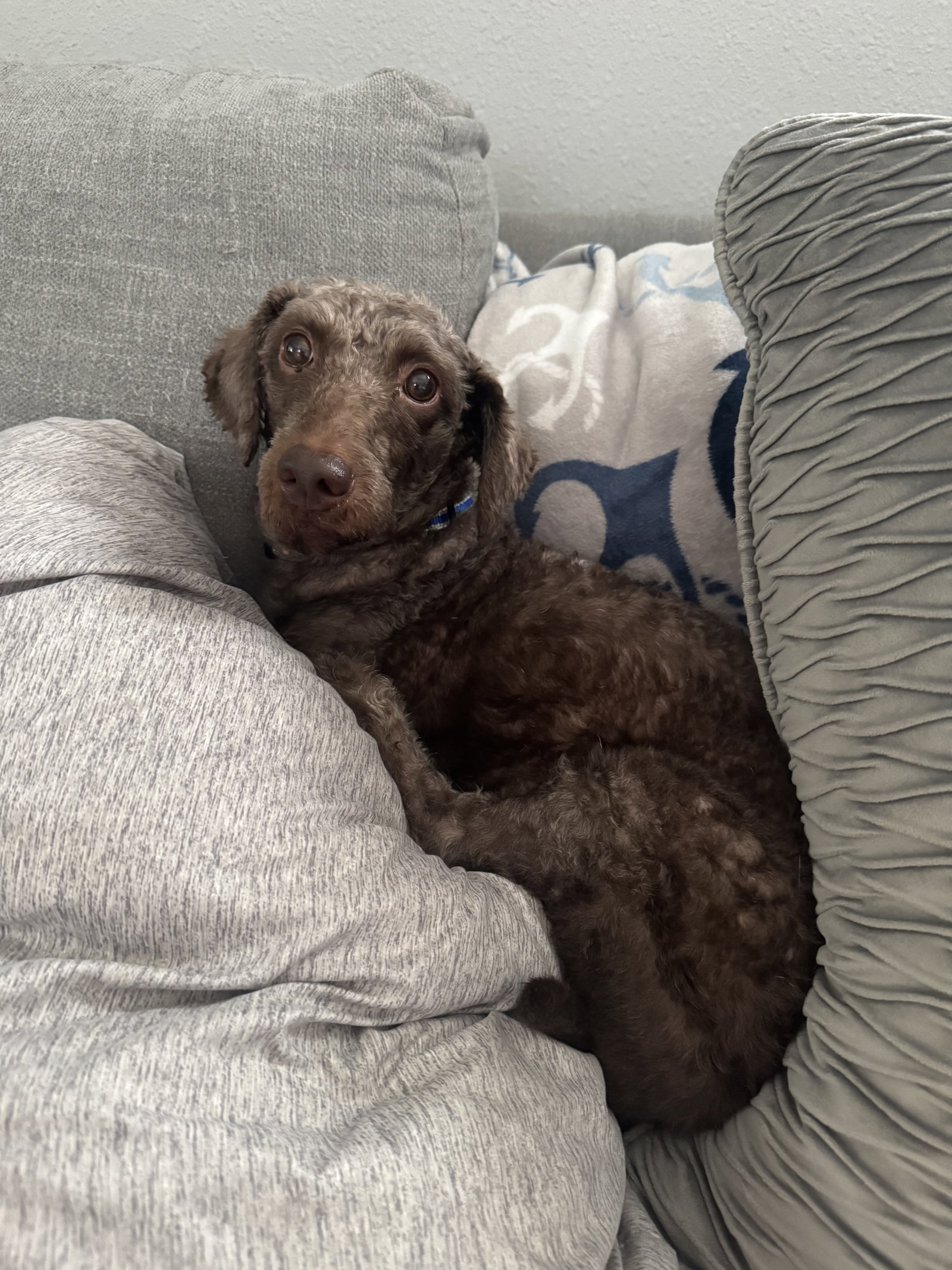 Mocha, photo 2