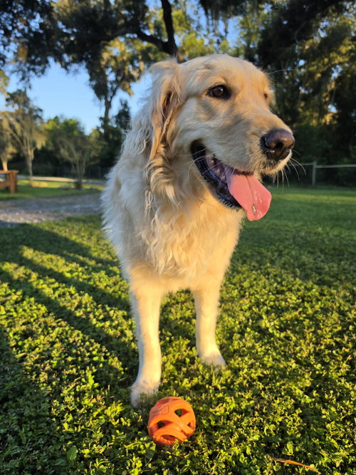 LILO, a dog for adoption from 4 Lucky Dogs Pet Rescue, Inc.